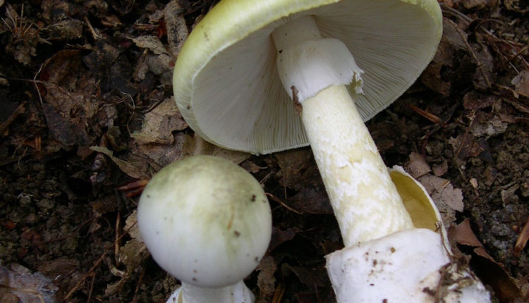 1-Amanita-phalloides-wikipedia