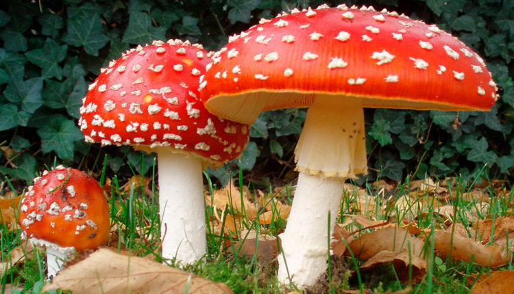 2 Amanita_muscaria – wikipedia