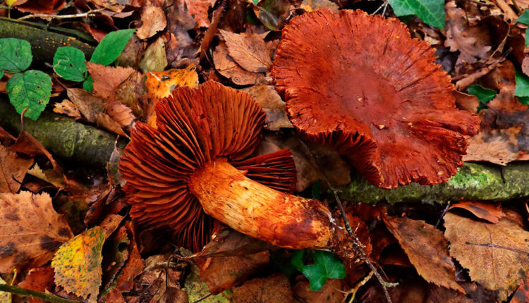 3 cortinarius orellanus – setasyhongosdetineo.blogspot