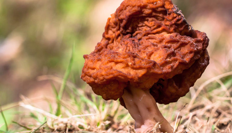 4 gyromitra-esculenta – botanyphoto.botanicalgarden.ubc