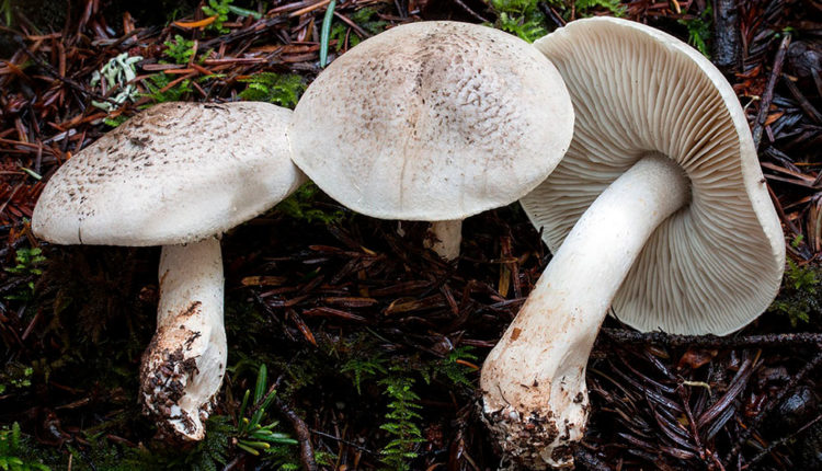 6 Tricholoma-pardinum – jardineriaon