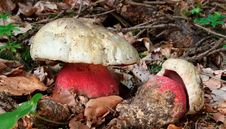 7 boletus satanas – pinterest